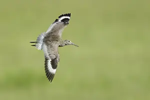 Images Dated 7th June 2020: Willet