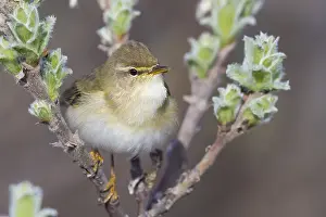 Phylloscopidae Prints: Willow Warbler
