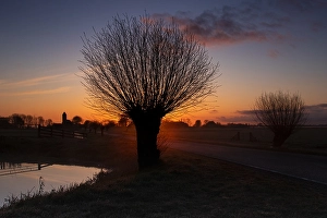 Images Dated 15th April 2021: Willows at sunrise
