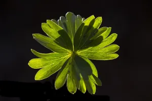 Stinsenflora Prints: Winter Aconite, Eranthis hyemalis