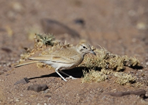 2000 Prints: Witbandleeuwerik, Greater Hoopoe-Lark, Alaemon alaudipes