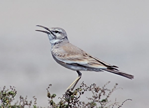 1997 Prints: Witbandleeuwerik, Greater Hoopoe-Lark, Alaemon alaudipes
