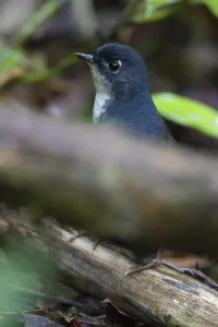 White Breasted Prints: Witborsttapaculo, White-breasted Tapaculo, Eleoscytalopus indigo