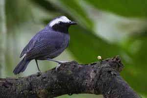 2014 Prints: Witbrauwmierkruiper, White-browed Antbird, Myrmoborus leucophrys