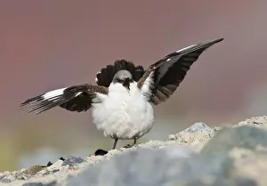 Images Dated 12th September 2015: Witbuikwipstaart, White-bellied Cinclodes, Cinclodes palliatus