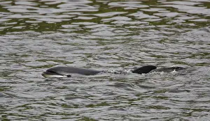 Images Dated 28th June 2005: Witflankdolfijn, Atlantic white-sided Dolphin, Lagenorhynchus ac