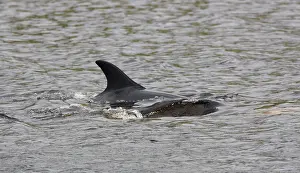 Images Dated 28th June 2005: Witflankdolfijn, Atlantic white-sided Dolphin, Lagenorhynchus ac