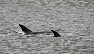 Images Dated 28th June 2005: Witflankdolfijn, Atlantic white-sided Dolphin, Lagenorhynchus ac
