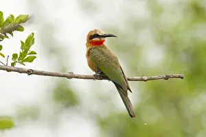 Images Dated 23rd November 2012: Witkapbijeneter, White-fronted Bee-eater, Merops bullockoides