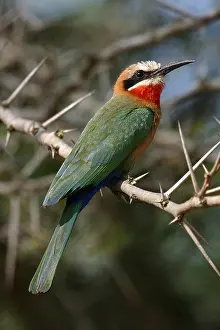 2025 Prints: Witkapbijeneter, White-fronted Bee-eater, Merops bullockoides