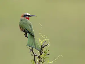 Natuurreservaat Prints: Witkapbijeneter, White-fronted Bee-eater, Merops bullockoides