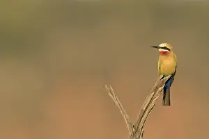 Natuurreservaat Prints: Witkapbijeneter, White-fronted Bee-eater, Merops bullockoides