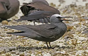 Kolonie Prints: Witkapnoddy, Black Noddy, Anous minutus