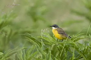 Cinereocapilla Prints: Witkeelkwikstaart, White-throated Wagtail, Motacilla cinereocapilla cinereocapilla