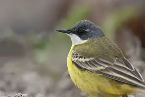 Cinereocapilla Prints: Witkeelkwikstaart, White-throated Wagtail, Motacilla cinereocapilla iberiae