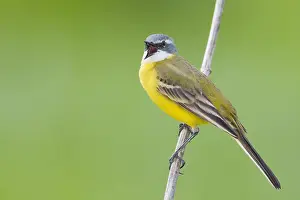 Cinereocapilla Prints: Witkeelkwikstaart, White-throated Wagtail, Motacilla cinereocapilla iberiae