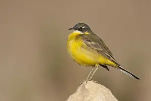 Cinereocapilla Prints: Witkeelkwikstaart, White-throated Wagtail, Motacilla cinereocapilla iberiae