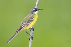Cinereocapilla Prints: Witkeelkwikstaart, White-throated Wagtail, Motacilla cinereocapilla iberiae