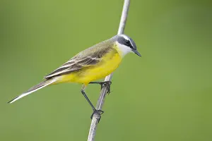 Cinereocapilla Prints: Witkeelkwikstaart, White-throated Wagtail, Motacilla cinereocapilla iberiae