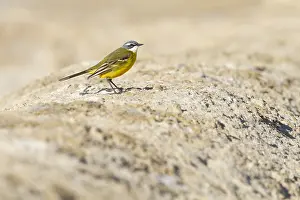 : Witkeelkwikstaart, White-throated Wagtail, Motacilla cinereocapilla ssp. iberiae