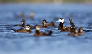 Leucocephala Prints: Witkopeend, White-headed Duck, Oxyura leucocephala