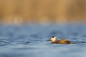 Leucocephala Prints: Witkopeend, White-headed Duck, Oxyura leucocephala