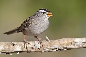Leucophrys Prints: Witkruingors, White-crowned Sparrow, Zonotrichia leucophrys
