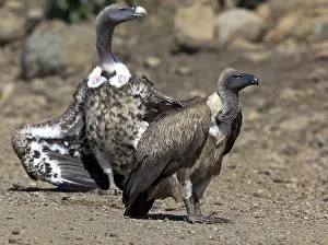 2009 Prints: Witruggier, African White-backed Vulture, Gyps africanus