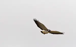 Brazilie Prints: Witstaartbuizerd, White-tailed Hawk, Geranoaetus albicaudatus