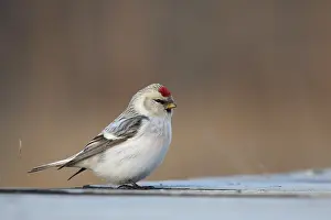 Images Dated 20th March 2013: Witstuitbarmsijs, Arctic Redpoll, Carduelis hornemanni