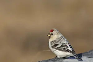 Images Dated 20th March 2013: Witstuitbarmsijs, Arctic Redpoll, Carduelis hornemanni
