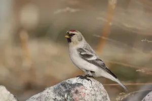 Images Dated 19th March 2013: Witstuitbarmsijs, Arctic Redpoll, Carduelis hornemanni