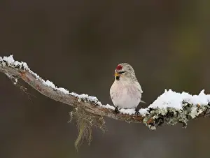Images Dated 15th March 2009: Witstuitbarmsijs, Coues's Arctic Redpoll, Carduelis hornemanni e