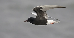 Images Dated 3rd May 2009: Witvleugelstern, White-winged Tern, Chlidonias leucopterus