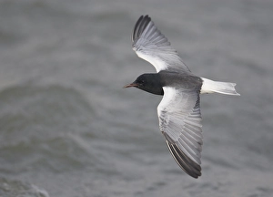 Images Dated 3rd May 2009: Witvleugelstern, White-winged Tern, Chlidonias leucopterus
