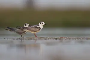 White Winged Prints: Witvleugelstern, White-winged Tern, Chlidonias leucopterus