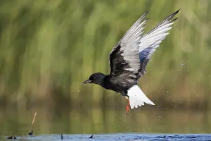White Winged Prints: Witvleugelstern, White-winged Tern, Chlidonias leucopterus