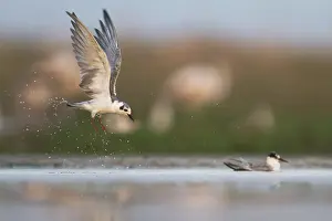 White Winged Prints: Witvleugelstern, White-winged Tern, Chlidonias leucopterus