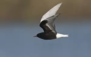 White Winged Prints: Witvleugelstern, White-winged Tern, Chlidonias leucopterus