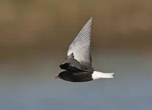 White Winged Prints: Witvleugelstern, White-winged Tern, Chlidonias leucopterus