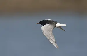 White Winged Prints: Witvleugelstern, White-winged Tern, Chlidonias leucopterus