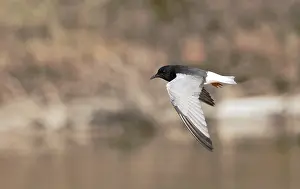 White Winged Prints: Witvleugelstern, White-winged Tern, Chlidonias leucopterus