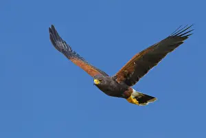 Images Dated 1st March 2014: Woestijnbuizerd, Harris's Hawk, Parabuteo unicinctus