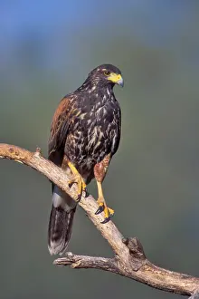 Parabuteo Prints: Woestijnbuizerd, Harris's Hawk, Parabuteo unicinctus