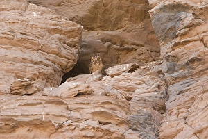Richel Prints: Woestijnoehoe, Pharao Eagle-Owl, Bubo ascalaphus