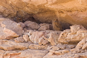 Richel Prints: Woestijnoehoe, Pharao Eagle-Owl, Bubo ascalaphus