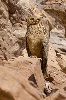 Richel Prints: Woestijnoehoe, Pharao Eagle-Owl, Bubo ascalaphus