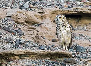 East Prints: Woestijnoehoe, Pharaoh Eagle-Owl, Bubo ascalaphus ascalaphus