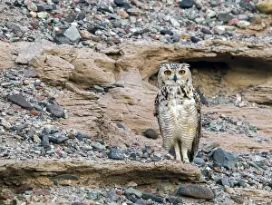 East Prints: Woestijnoehoe, Pharaoh Eagle-Owl, Bubo ascalaphus ascalaphus