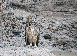 East Prints: Woestijnoehoe, Pharaoh Eagle-Owl, Bubo ascalaphus ascalaphus